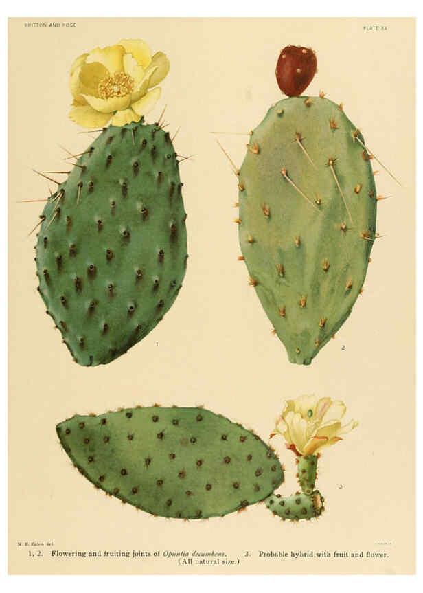 Reproducción/Reproduction 6025951859: The Cactaceae. v.1. Washington :Carnegie Institution of Washington,1919-1923