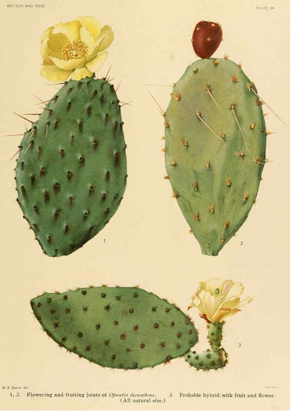 Reproducción/Reproduction 6025951859: The Cactaceae. v.1. Washington :Carnegie Institution of Washington,1919-1923
