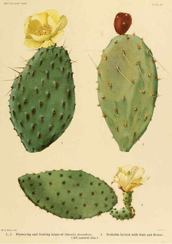 Reproducción/Reproduction 6025951859: The Cactaceae. v.1. Washington :Carnegie Institution of Washington,1919-1923