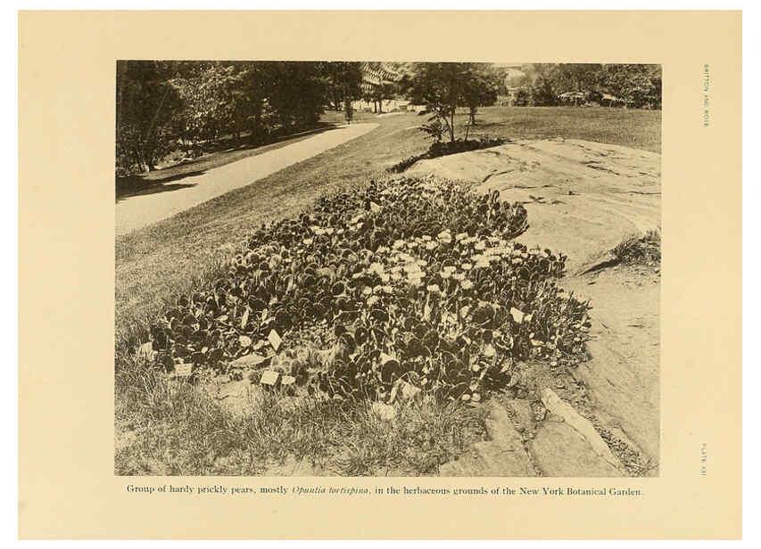 Reproducción/Reproduction 6025952385: The Cactaceae. v.1. Washington :Carnegie Institution of Washington,1919-1923