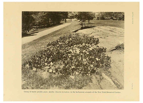Reproducción/Reproduction 6025952385: The Cactaceae. v.1. Washington :Carnegie Institution of Washington,1919-1923