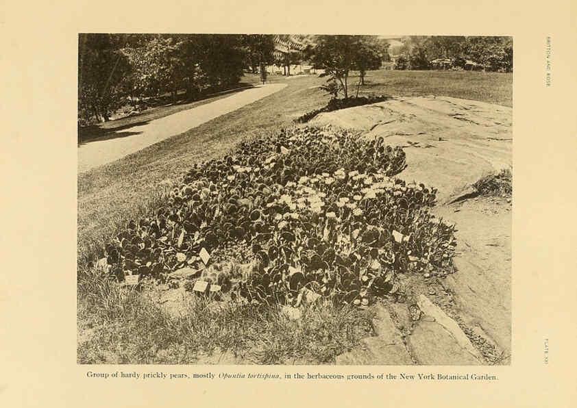 Reproducción/Reproduction 6025952385: The Cactaceae. v.1. Washington :Carnegie Institution of Washington,1919-1923