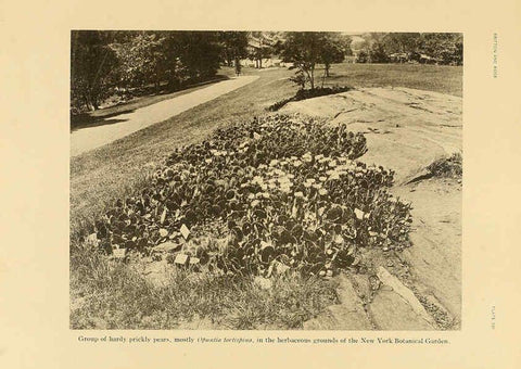Reproducción/Reproduction 6025952385: The Cactaceae. v.1. Washington :Carnegie Institution of Washington,1919-1923