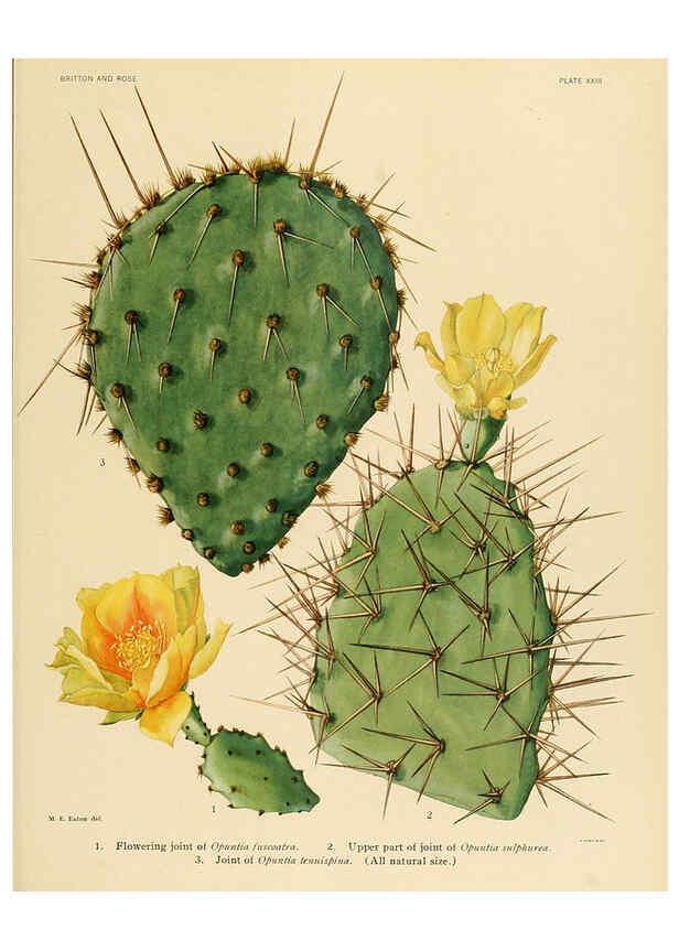 Reproducción/Reproduction 6026508748: The Cactaceae. v.1. Washington :Carnegie Institution of Washington,1919-1923
