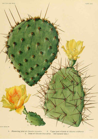 Reproducción/Reproduction 6026508748: The Cactaceae. v.1. Washington :Carnegie Institution of Washington,1919-1923