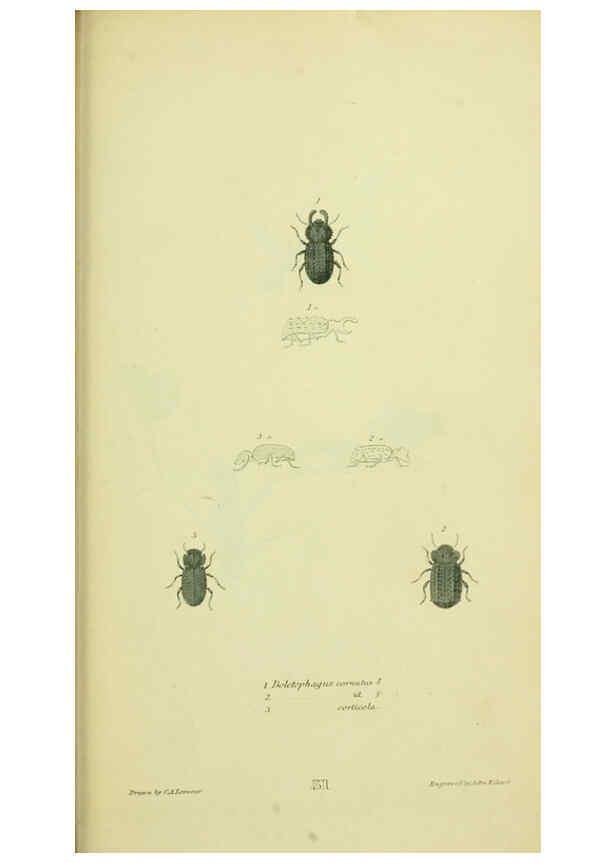 Reproducción/Reproduction 6026591306: American entomology. v.1. Boston :Estes & Lauriat,[1859?] 