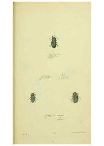Reproducción/Reproduction 6026591306: American entomology. v.1. Boston :Estes & Lauriat,[1859?] 