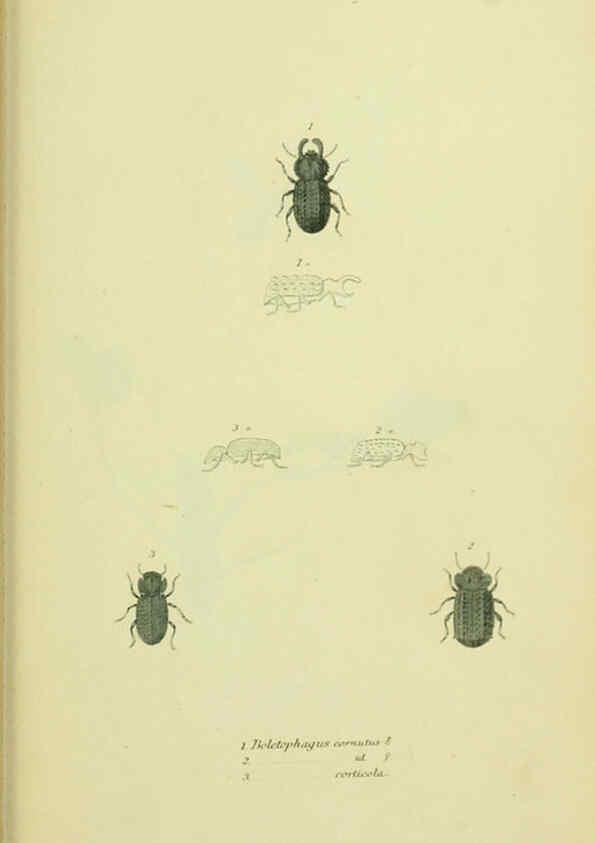 Reproducción/Reproduction 6026591306: American entomology. v.1. Boston :Estes & Lauriat,[1859?] 
