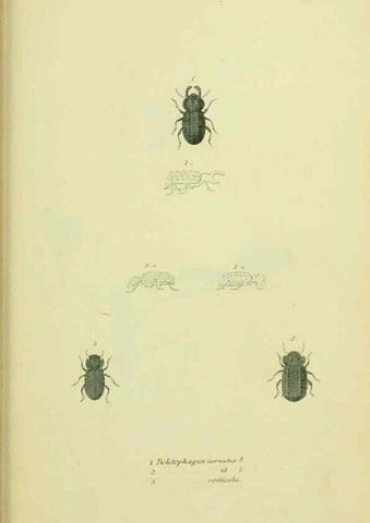 Reproducción/Reproduction 6026591306: American entomology. v.1. Boston :Estes & Lauriat,[1859?] 