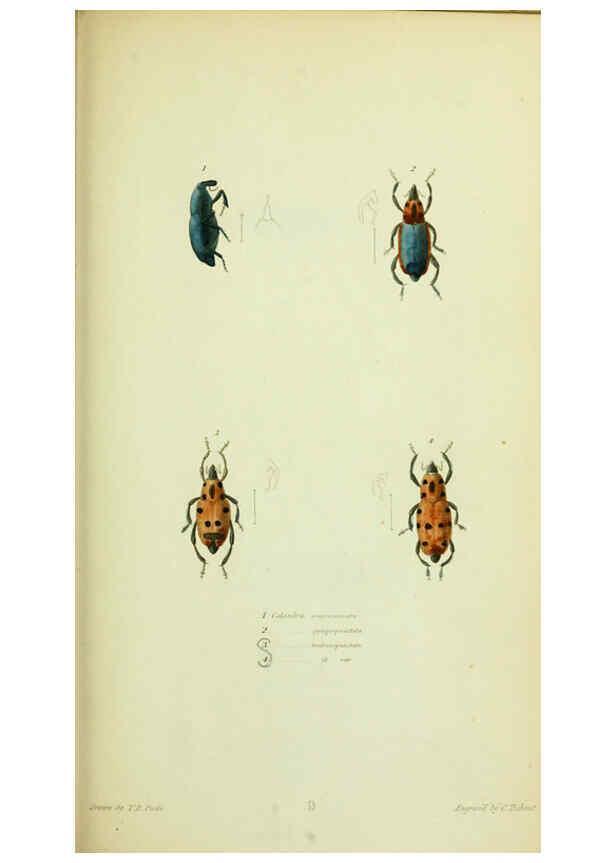 Reproducción/Reproduction 6026578448: American entomology. v.1. Boston :Estes & Lauriat,[1859?] 