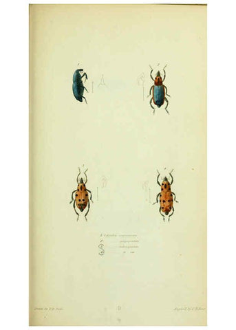Reproducción/Reproduction 6026578448: American entomology. v.1. Boston :Estes & Lauriat,[1859?] 