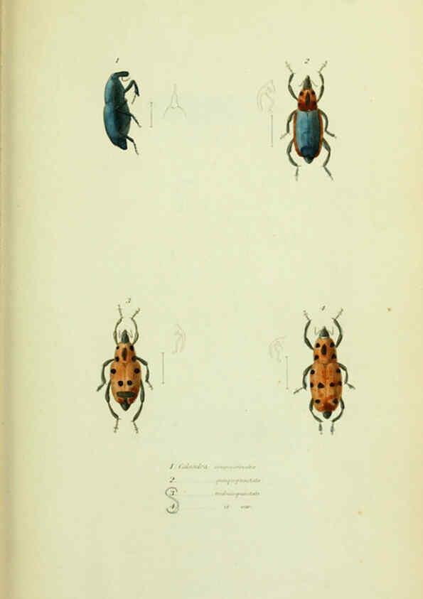 Reproducción/Reproduction 6026578448: American entomology. v.1. Boston :Estes & Lauriat,[1859?] 