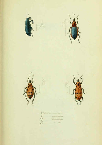 Reproducción/Reproduction 6026578448: American entomology. v.1. Boston :Estes & Lauriat,[1859?] 