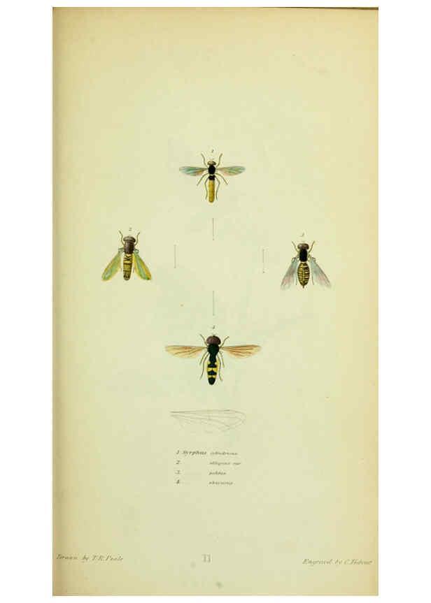 Reproducción/Reproduction 6026579004: American entomology. v.1. Boston :Estes & Lauriat,[1859?] 