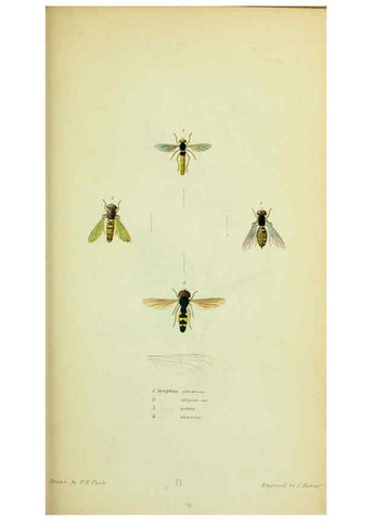 Reproducción/Reproduction 6026579004: American entomology. v.1. Boston :Estes & Lauriat,[1859?] 