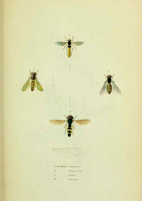 Reproducción/Reproduction 6026579004: American entomology. v.1. Boston :Estes & Lauriat,[1859?] 