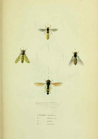 Reproducción/Reproduction 6026579004: American entomology. v.1. Boston :Estes & Lauriat,[1859?] 