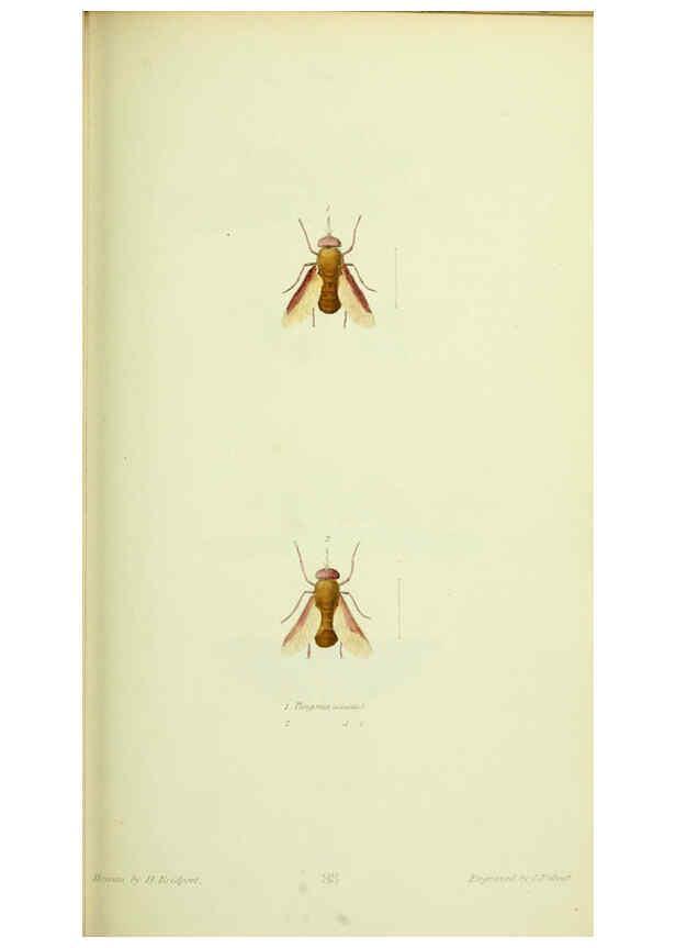 Reproducción/Reproduction 6026585856: American entomology. v.1. Boston :Estes & Lauriat,[1859?] 