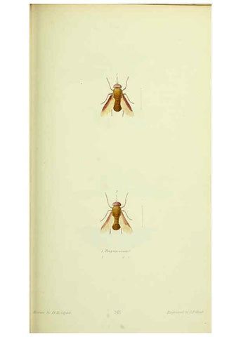 Reproducción/Reproduction 6026585856: American entomology. v.1. Boston :Estes & Lauriat,[1859?] 