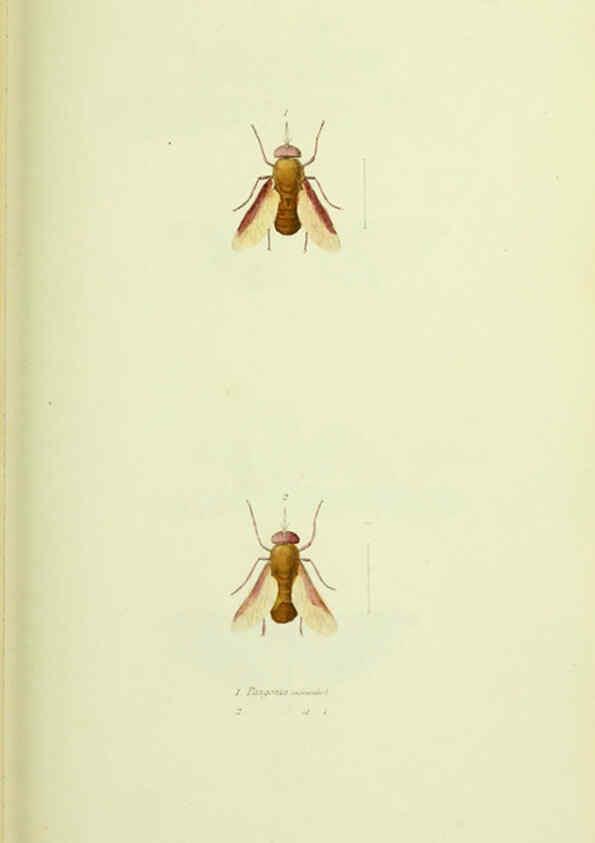 Reproducción/Reproduction 6026585856: American entomology. v.1. Boston :Estes & Lauriat,[1859?] 