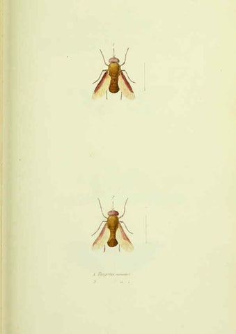 Reproducción/Reproduction 6026585856: American entomology. v.1. Boston :Estes & Lauriat,[1859?] 