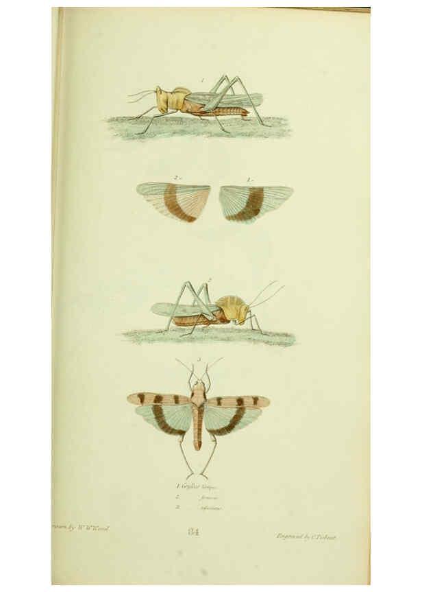 Reproducción/Reproduction 6026586240: American entomology. v.1. Boston :Estes & Lauriat,[1859?] 