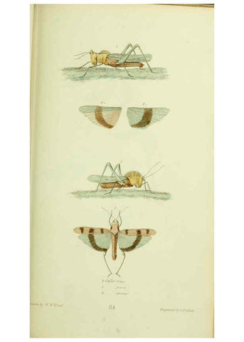 Reproducción/Reproduction 6026586240: American entomology. v.1. Boston :Estes & Lauriat,[1859?] 