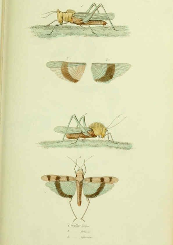 Reproducción/Reproduction 6026586240: American entomology. v.1. Boston :Estes & Lauriat,[1859?] 