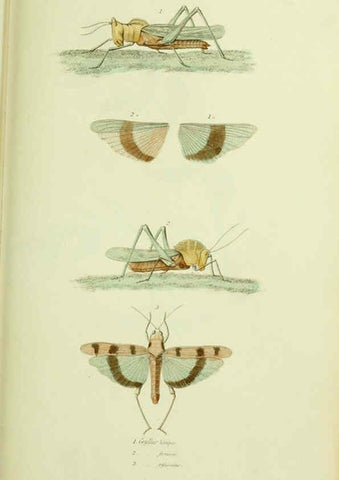 Reproducción/Reproduction 6026586240: American entomology. v.1. Boston :Estes & Lauriat,[1859?] 