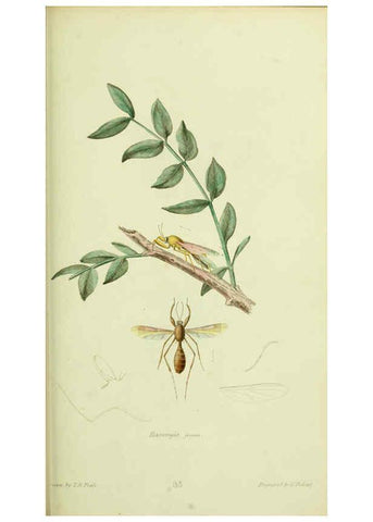 Reproducción/Reproduction 6026586536: American entomology. v.1. Boston :Estes & Lauriat,[1859?] 