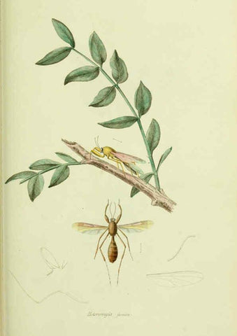 Reproducción/Reproduction 6026586536: American entomology. v.1. Boston :Estes & Lauriat,[1859?] 