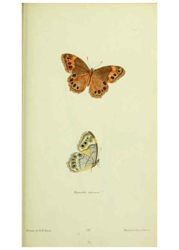 Reproducción/Reproduction 6026586826: American entomology. v.1. Boston :Estes & Lauriat,[1859?] 