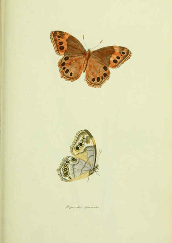 Reproducción/Reproduction 6026586826: American entomology. v.1. Boston :Estes & Lauriat,[1859?] 