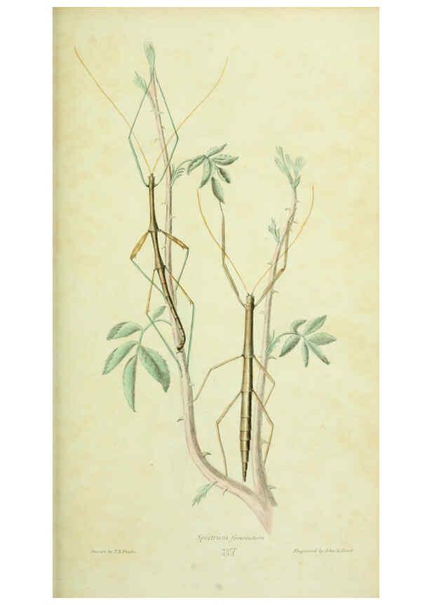 Reproducción/Reproduction 6026031877: American entomology. v.1. Boston :Estes & Lauriat,[1859?] 