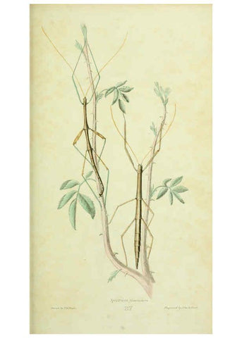 Reproducción/Reproduction 6026031877: American entomology. v.1. Boston :Estes & Lauriat,[1859?] 