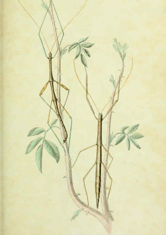 Reproducción/Reproduction 6026031877: American entomology. v.1. Boston :Estes & Lauriat,[1859?] 