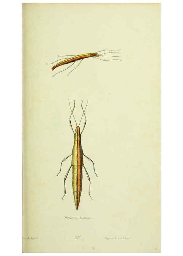 Reproducción/Reproduction 6026032221: American entomology. v.1. Boston :Estes & Lauriat,[1859?] 