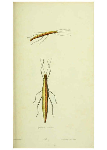 Reproducción/Reproduction 6026032221: American entomology. v.1. Boston :Estes & Lauriat,[1859?] 