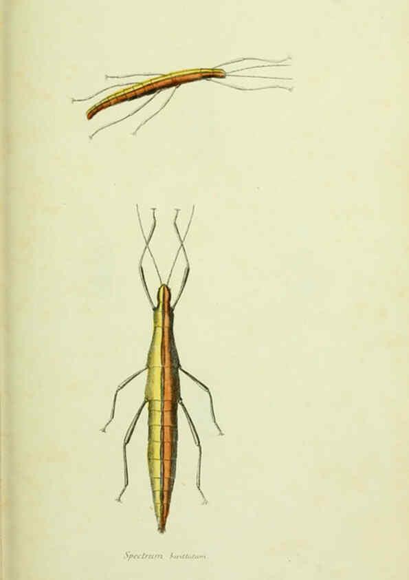 Reproducción/Reproduction 6026032221: American entomology. v.1. Boston :Estes & Lauriat,[1859?] 