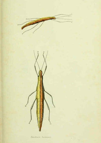 Reproducción/Reproduction 6026032221: American entomology. v.1. Boston :Estes & Lauriat,[1859?] 