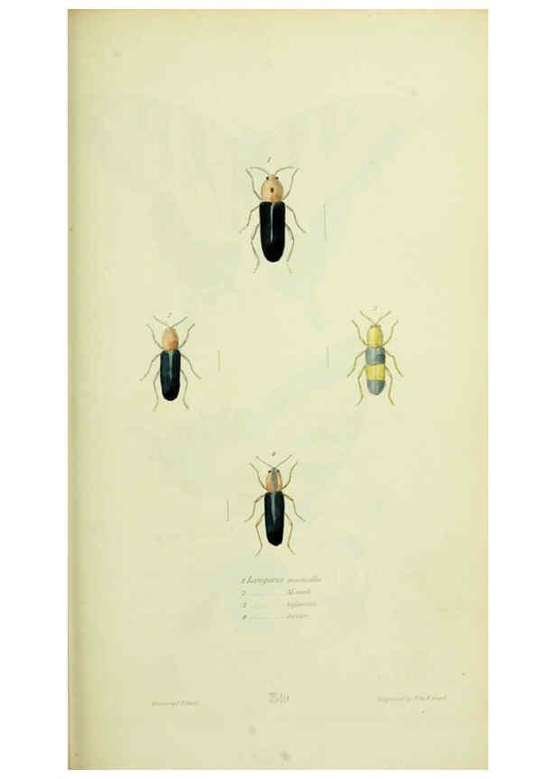 Reproducción/Reproduction 6026587750: American entomology. v.1. Boston :Estes & Lauriat,[1859?] 