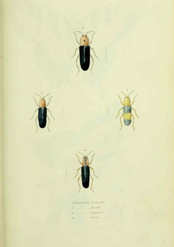 Reproducción/Reproduction 6026587750: American entomology. v.1. Boston :Estes & Lauriat,[1859?] 