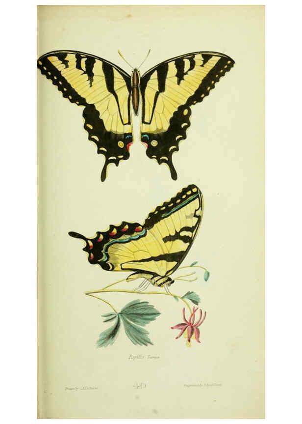 Reproducción/Reproduction 6026032895: American entomology. v.1. Boston :Estes & Lauriat,[1859?] 