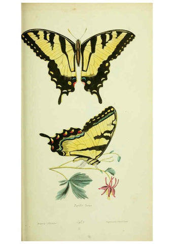 Reproducción/Reproduction 6026032895: American entomology. v.1. Boston :Estes & Lauriat,[1859?] 