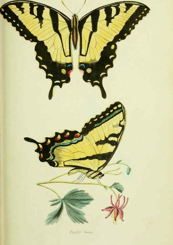 Reproducción/Reproduction 6026032895: American entomology. v.1. Boston :Estes & Lauriat,[1859?] 