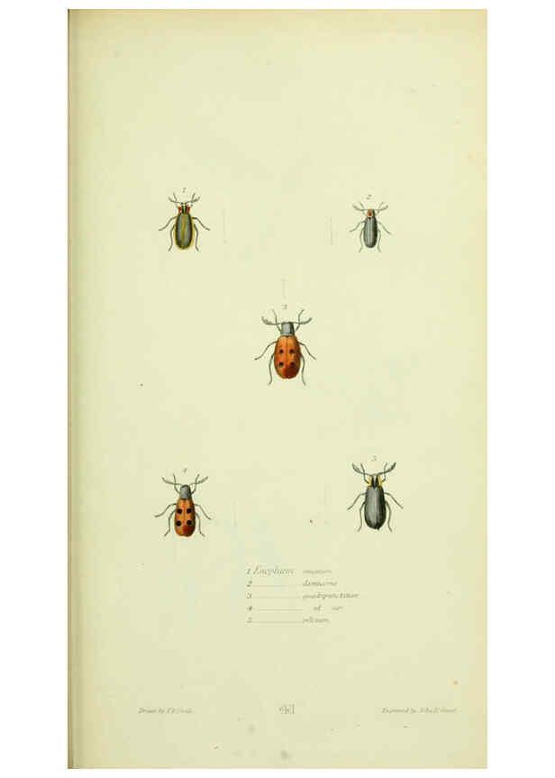 Reproducción/Reproduction 6026588316: American entomology. v.1. Boston :Estes & Lauriat,[1859?] 