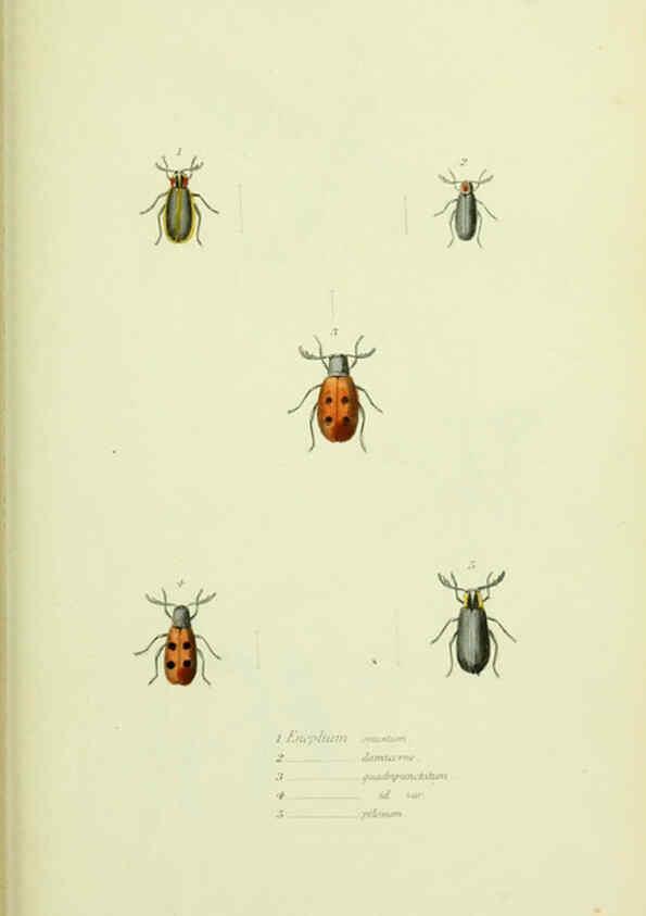 Reproducción/Reproduction 6026588316: American entomology. v.1. Boston :Estes & Lauriat,[1859?] 