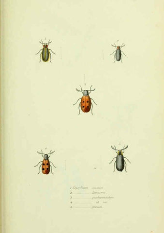 Reproducción/Reproduction 6026588316: American entomology. v.1. Boston :Estes & Lauriat,[1859?] 