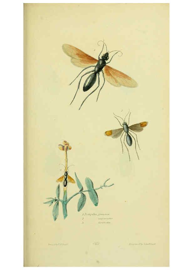 Reproducción/Reproduction 6026588630: American entomology. v.1. Boston :Estes & Lauriat,[1859?] 