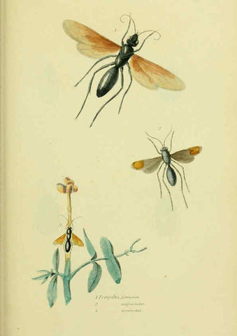 Reproducción/Reproduction 6026588630: American entomology. v.1. Boston :Estes & Lauriat,[1859?] 